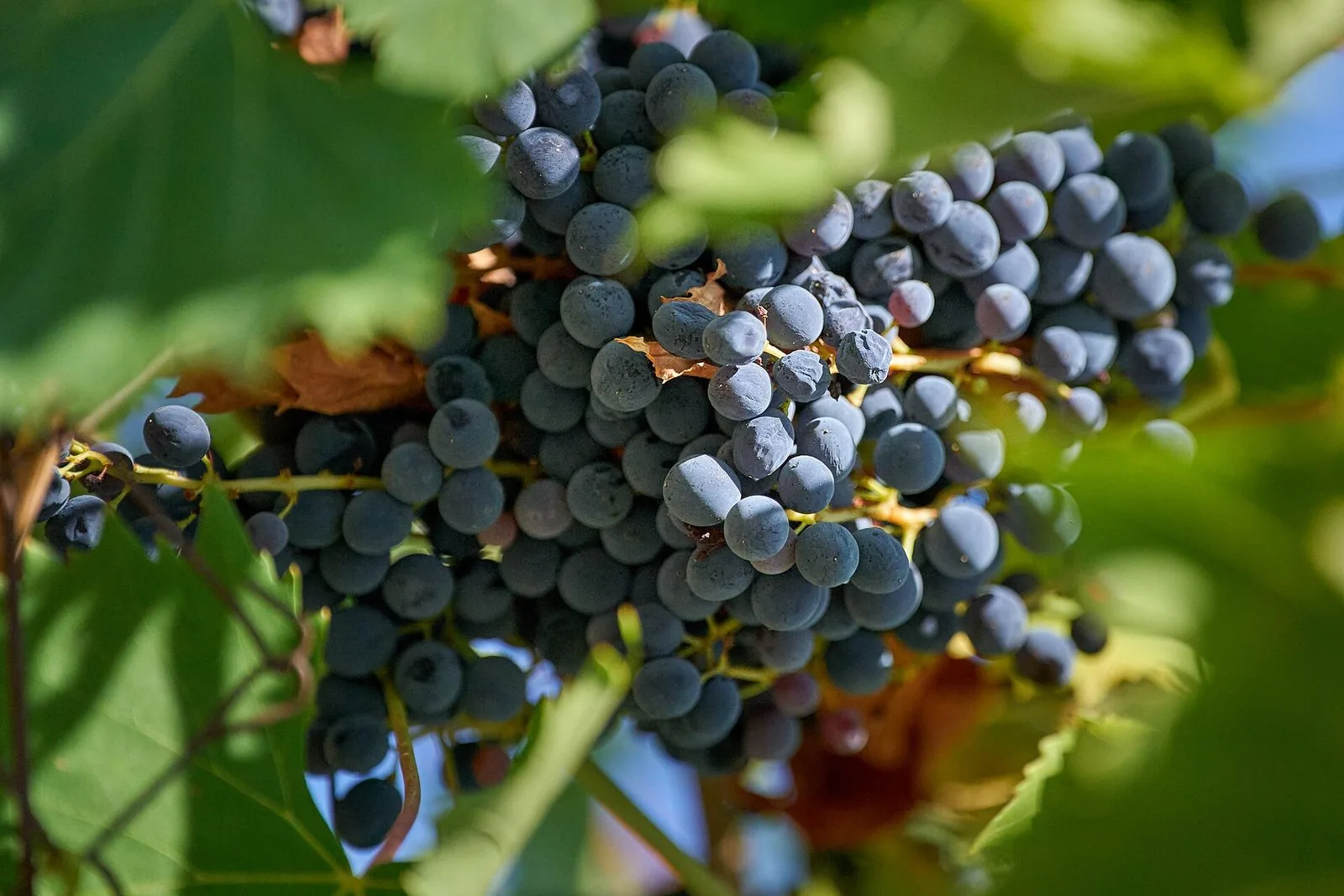 Primo piano di un grappolo d'uva nera matura fra le foglie verdi di una vite a Frascati, illuminato dal sole